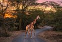 010 Nairobi Nationaal Park